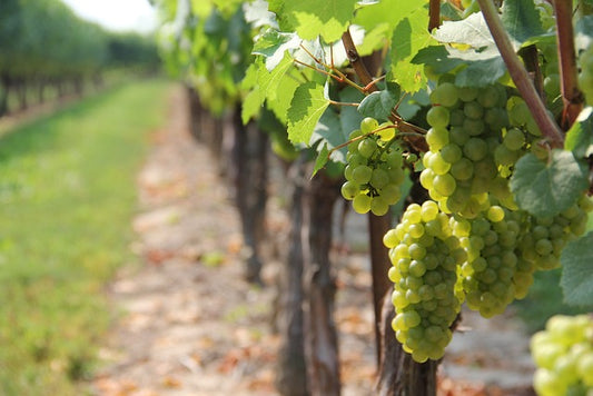 Wine tours bc
