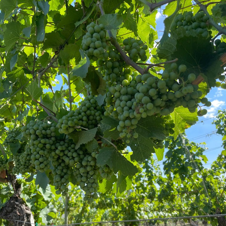 Wine Tour Grapes