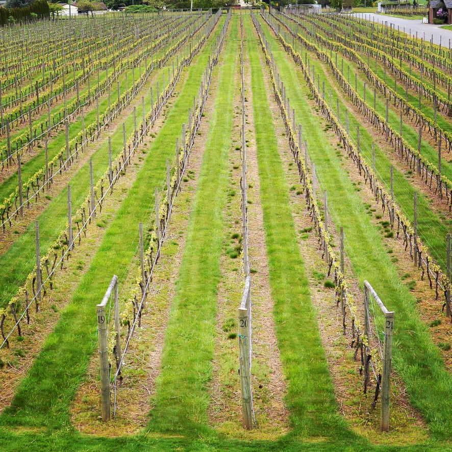 Kelowna Wine Tour: Full Day (5 Venues)
