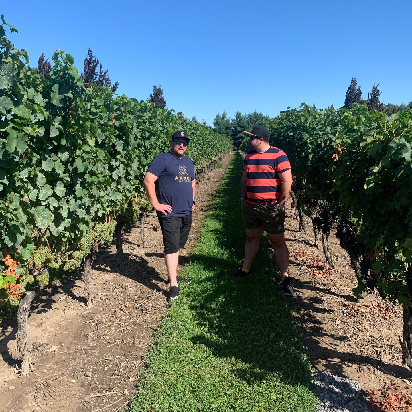 Lake Country Grape Vines