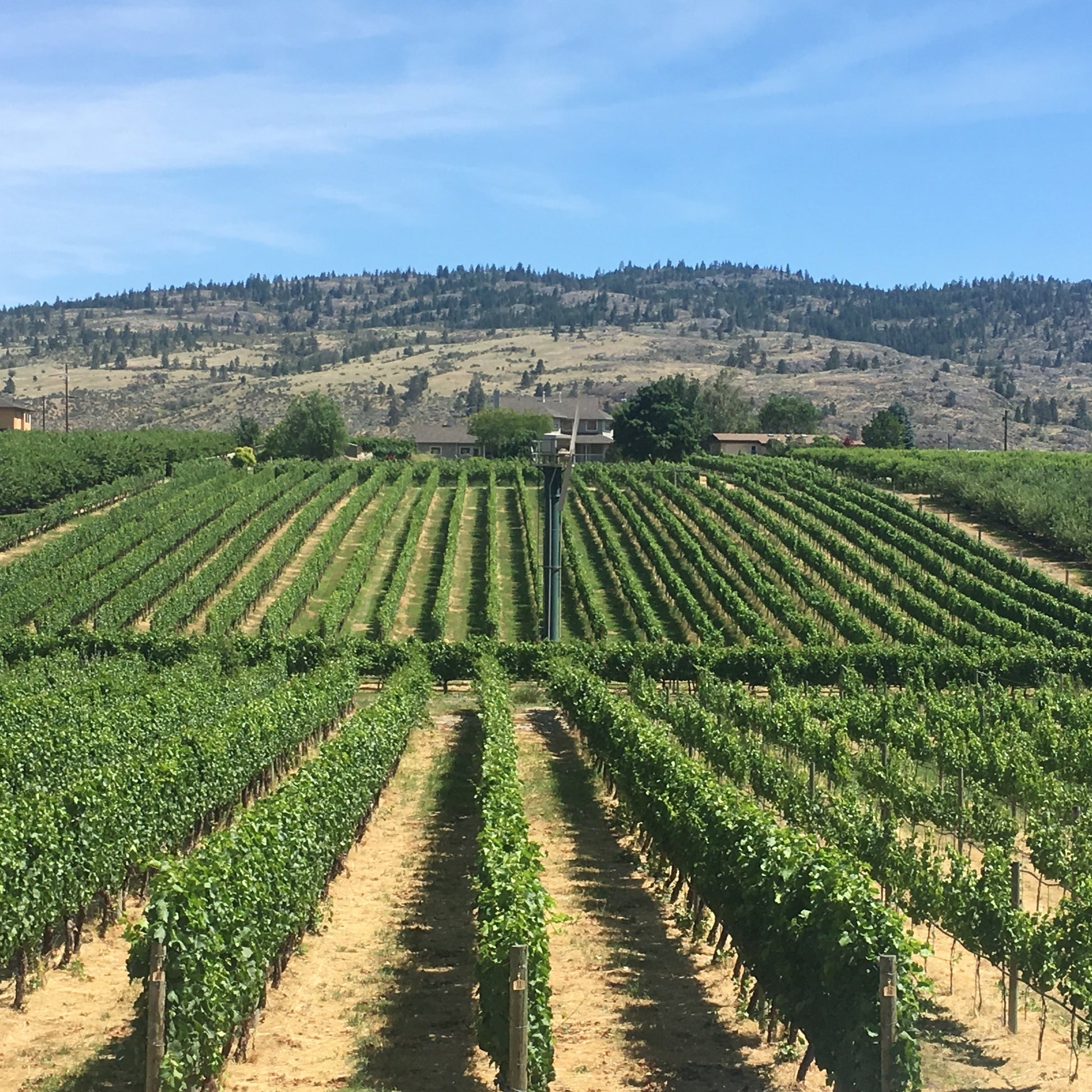 Okanagan Winery View