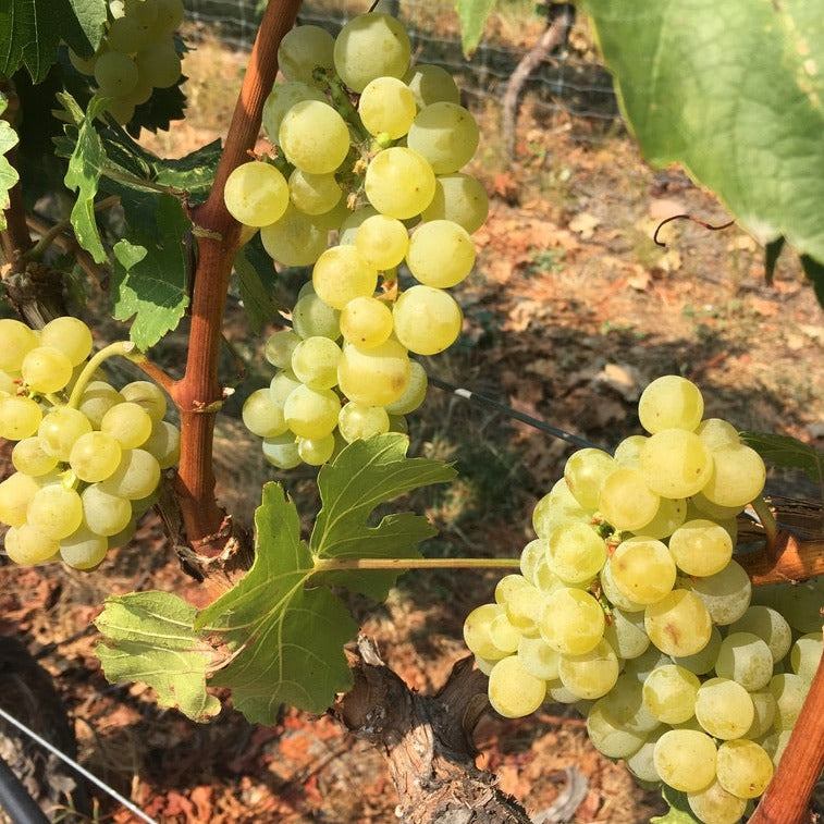 Naramata Wine Tour grapes