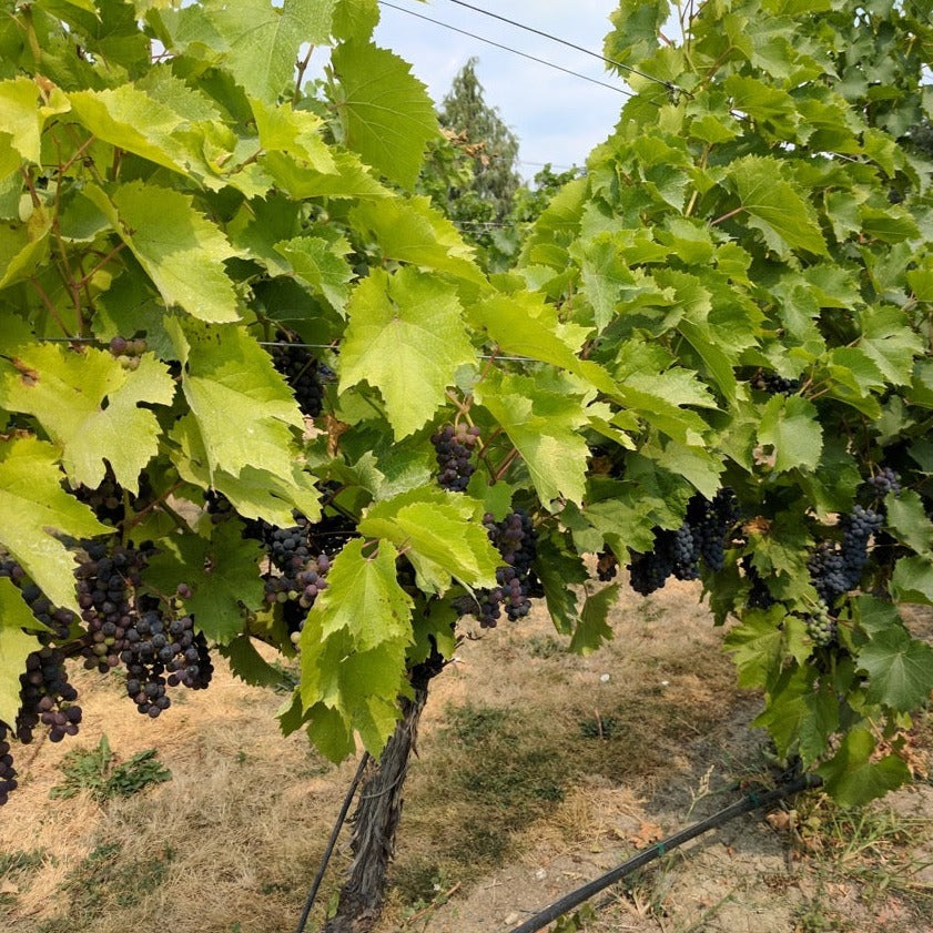 Grape Vines Before Harvest